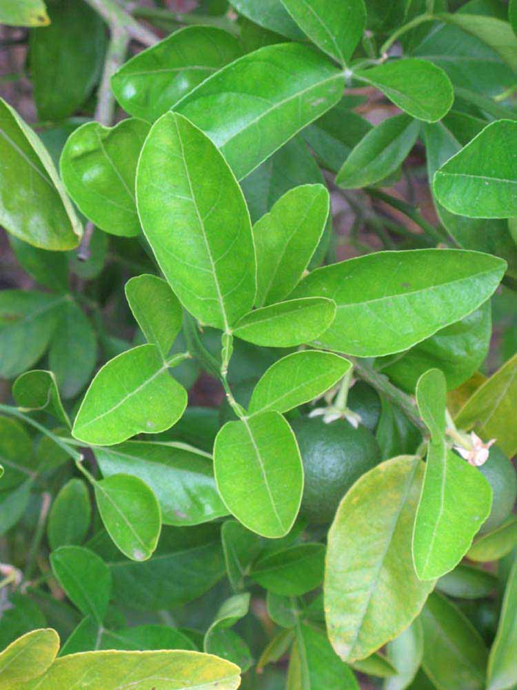              Shade leaves (Riverside, CA)       